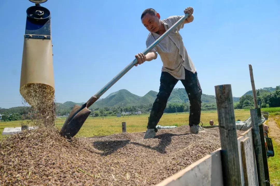 贫困户脱贫了怎么增收致富,农村脱贫致富情况