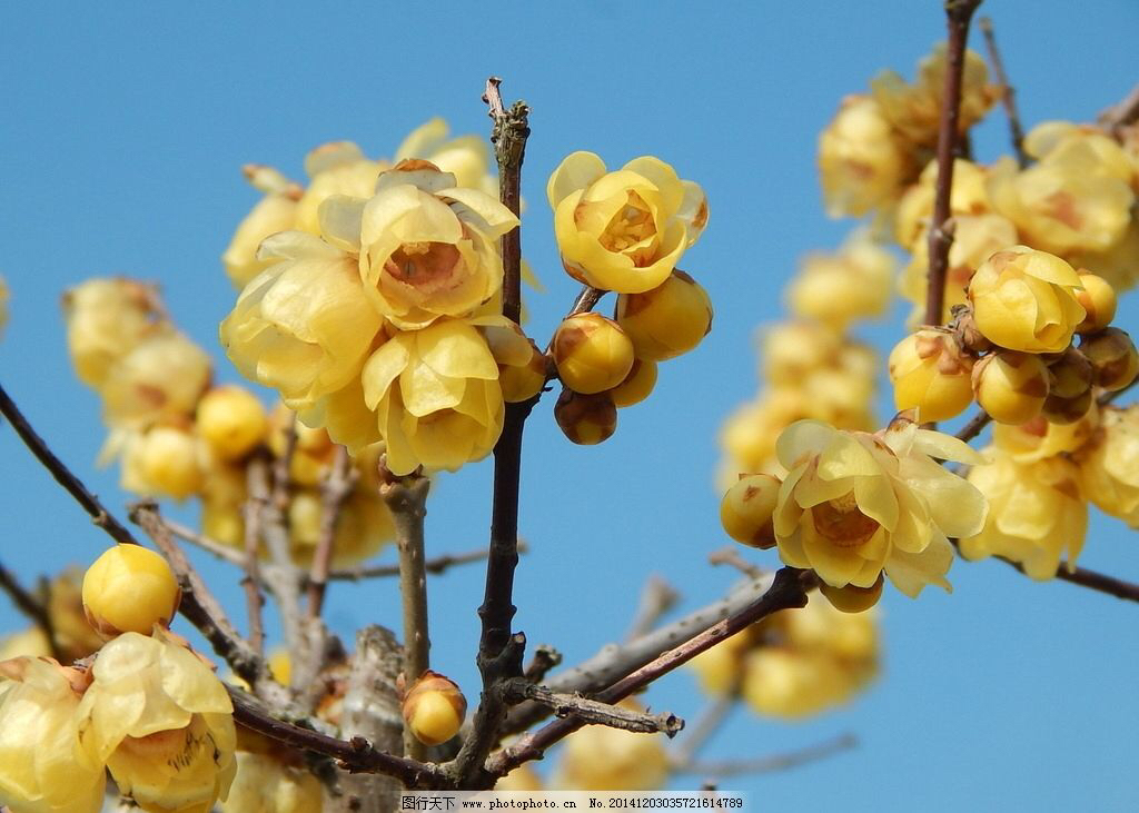 腊梅药材名,中药材铁筷子