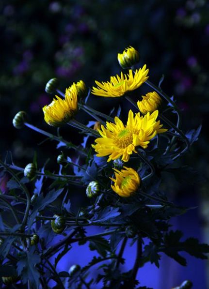 乘风破浪的励志诗词,乘风破浪的原创诗