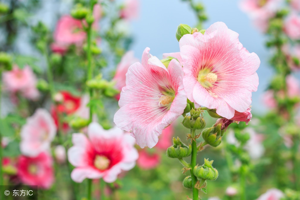 世界各国的国花都是什么,世界各国的国花花语