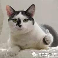 日本主妇家务难题,日本主妇家里干净