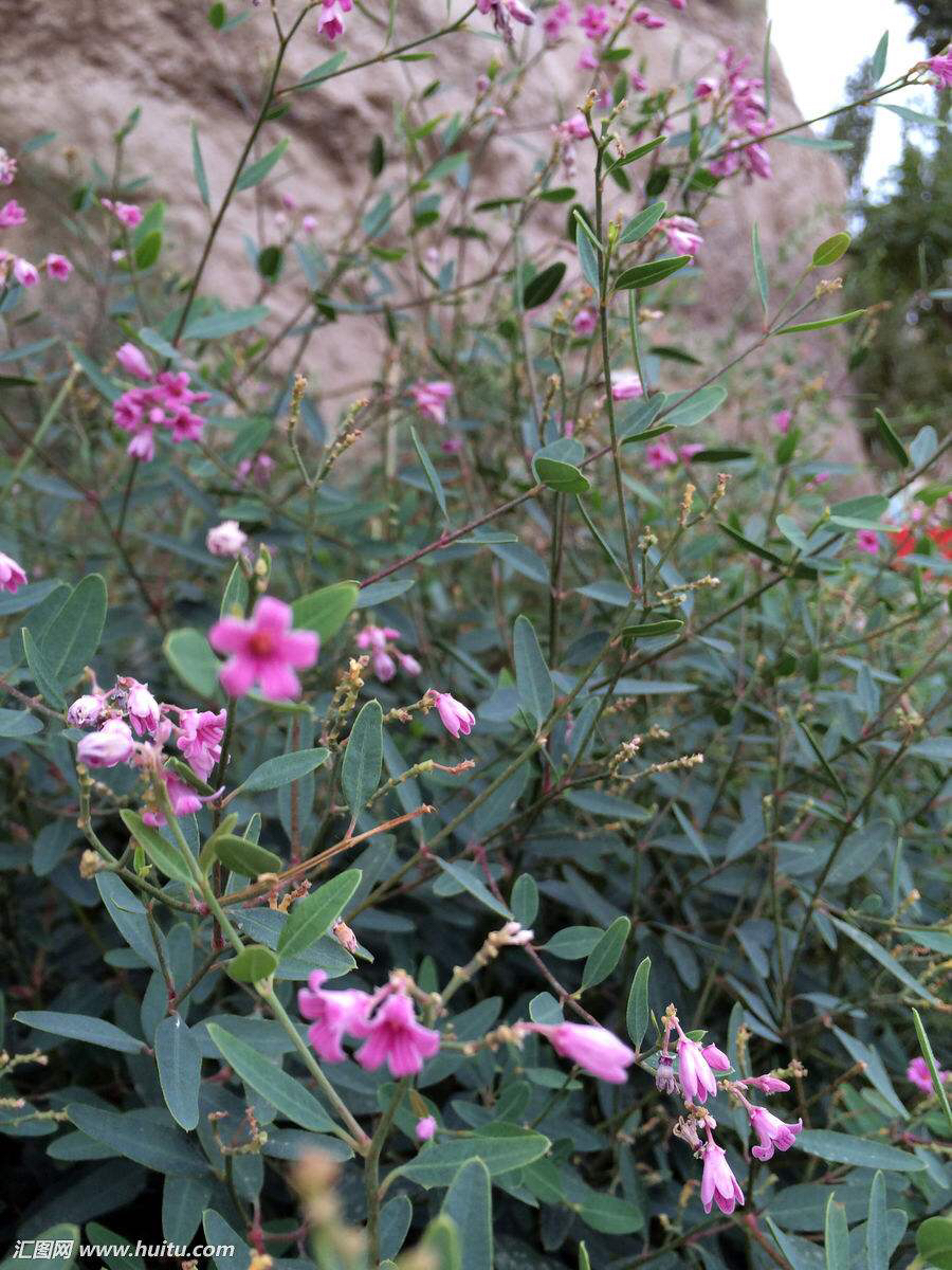 中药材罗布麻叶,中药罗布麻效果怎么样
