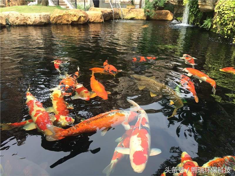 支付宝中国锦鲤有什么好处,18年支付宝锦鲤是什么样子