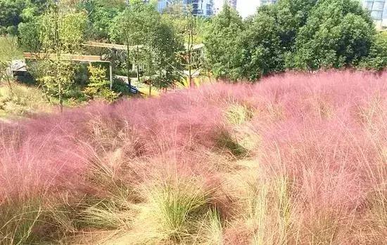 怎样看待年轻人想当网红,应该鼓励年轻人成为网红吗