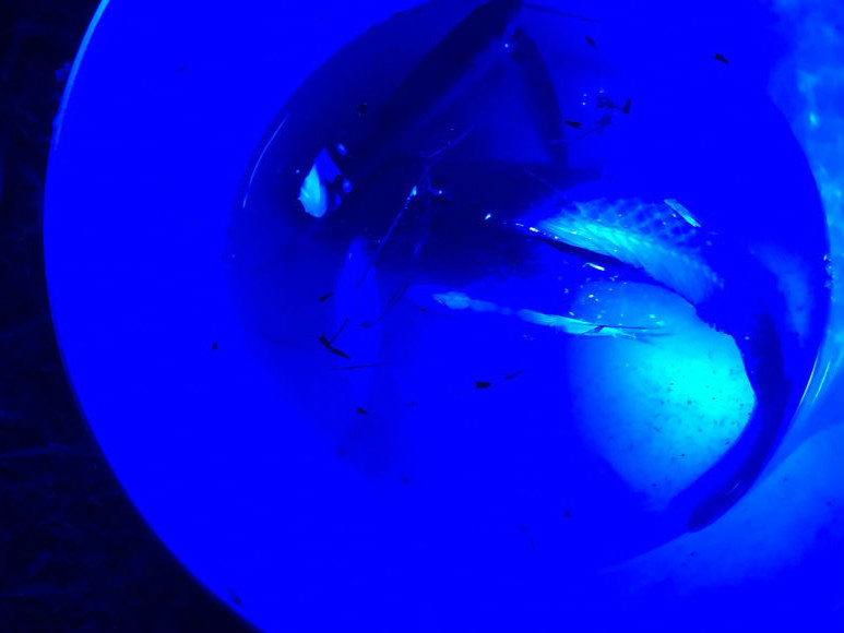 野生小鲫鱼真多啊,最接近土鲫鱼品种的鲫鱼