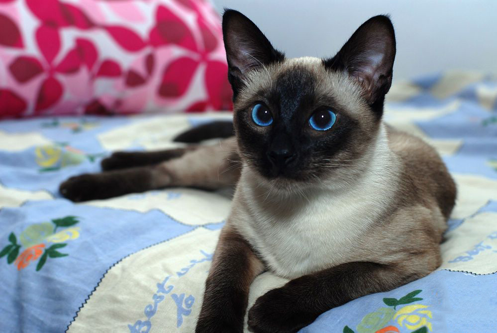 你所不知道的猫咪嗅觉小知识,你不知道的猫咪行为