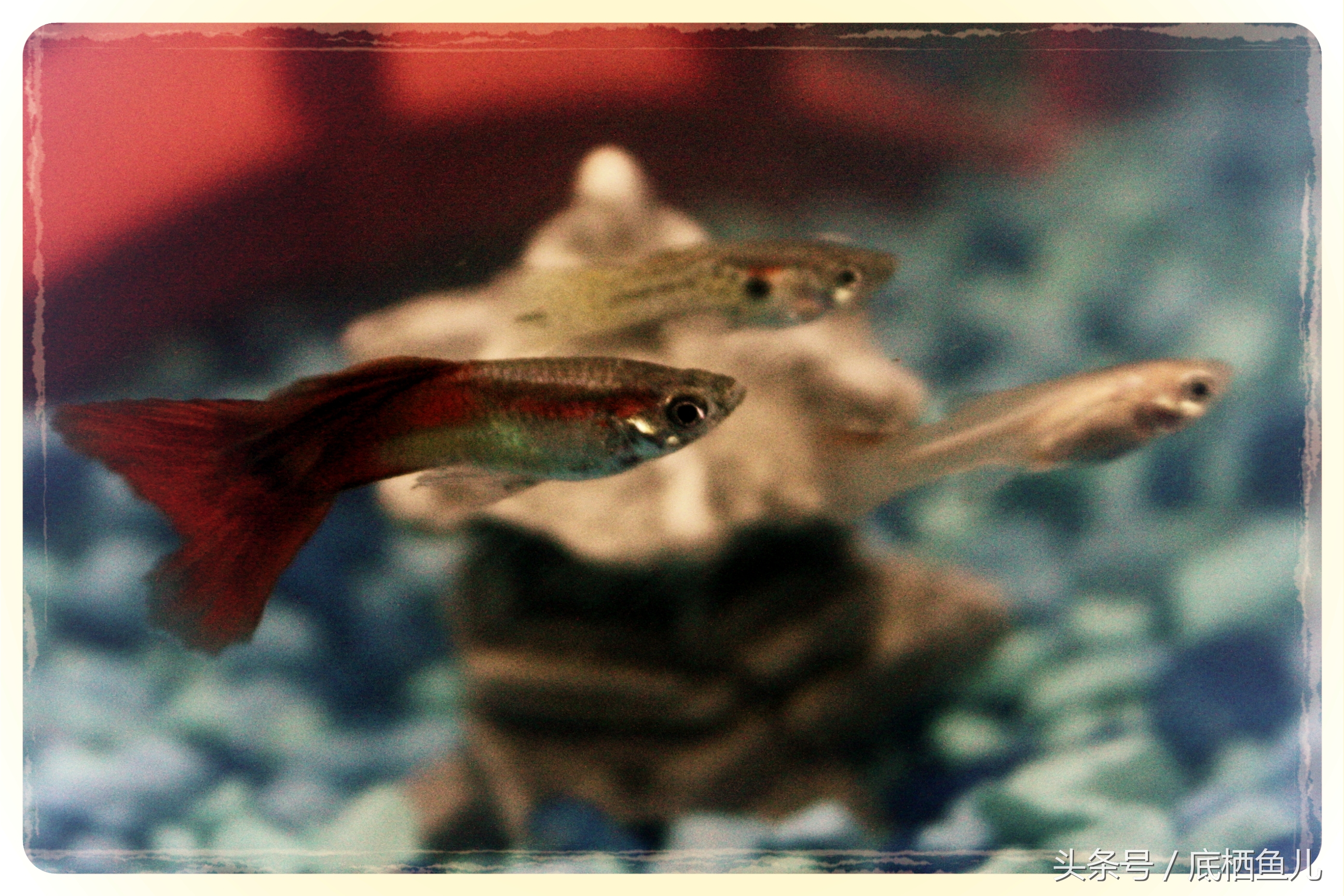 好养又皮实的小型鱼,比较抗活的小型鱼