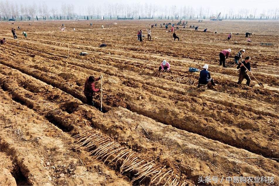 山药地下害虫怎么防治,山药主要病虫害有哪些