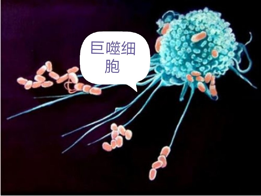 pm2.5进入肺部破坏肺泡,pm2.5如何影响肺部