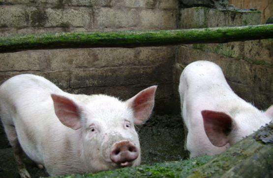 口蹄疫的预防和治疗方法,口蹄疫的预防治疗方法