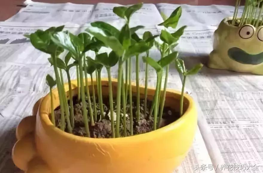 吃完柚子别扔籽,柚子的种子怎么种成盆栽