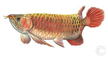 龙鱼配什么观赏鱼最好,高端观赏鱼龙鱼