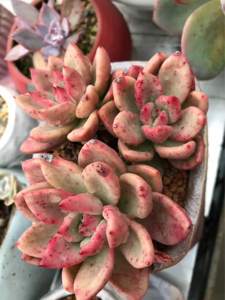 大家平时养多肉比较喜欢哪个系列,四年的养殖生涯