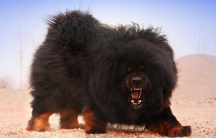 骑行川藏线遇到藏獒怎么办,川藏路线会遇到藏獒吗