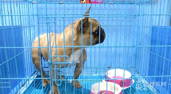 宠物托运死亡犯什么刑事责任,宠物托运死亡谁负责赔偿