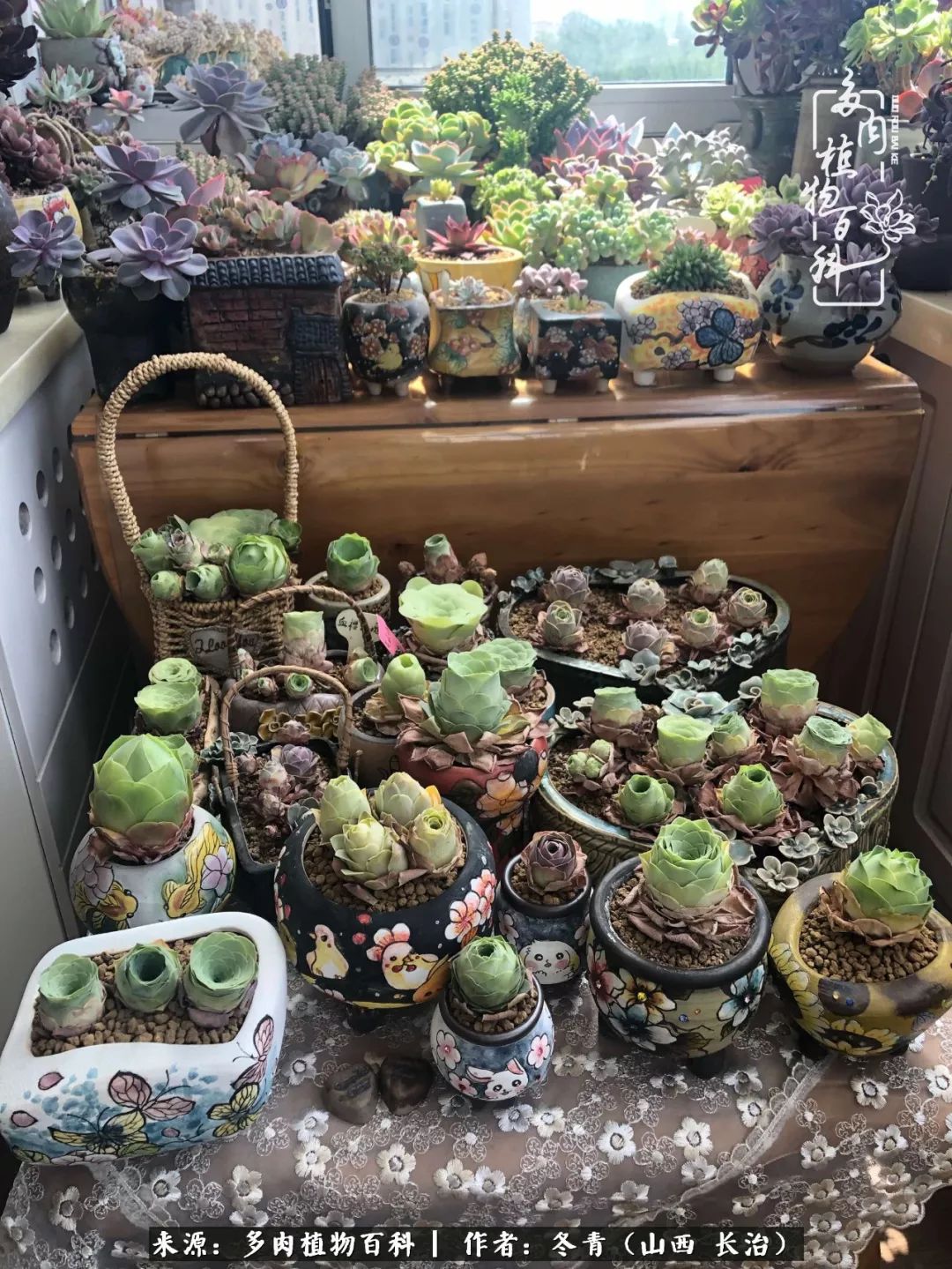 新手养多肉知道这4点打好基础,阳台上养多肉的正确方法