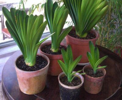 君子兰怎么养出宽大肥厚的叶片,君子兰怎么养叶子长得茂盛