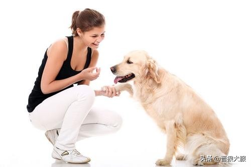 如何在家训练宠物狗犬不咬人,主人不在家如何训狗