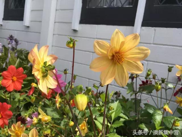 新西兰租别墅攻略,新西兰租房最全攻略