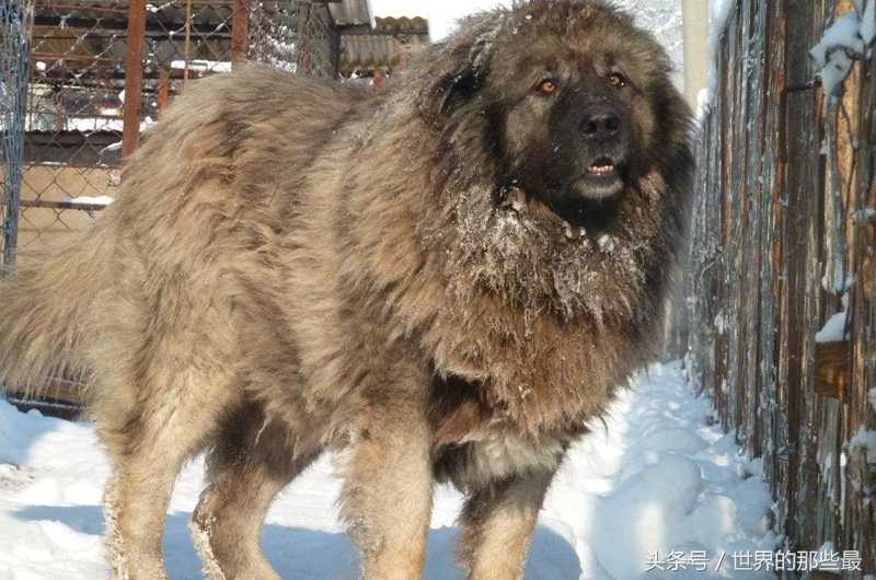 大型猛犬体型和体重排名,猛犬界5种单挑实力最强的狗