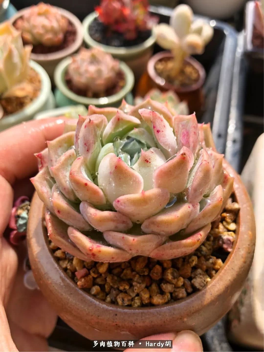 别人家的奶爸,别人家的多肉!一枚窗台*党**的多肉进阶之路!