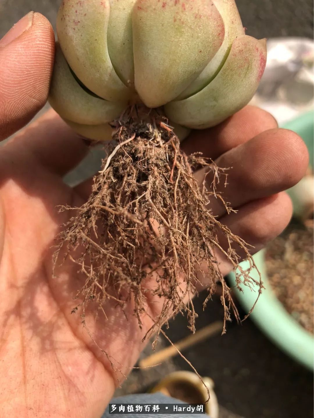 别人家的奶爸,别人家的多肉!一枚窗台*党**的多肉进阶之路!