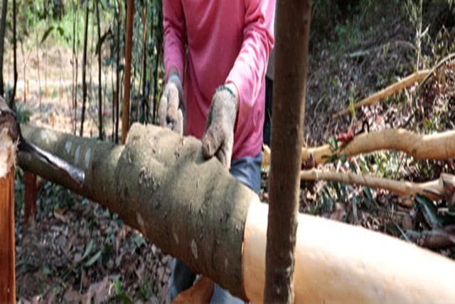 农村这种植物有香料之王,小时候农村常见可食用植物