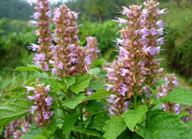 农村这种植物有香料之王,小时候农村常见可食用植物