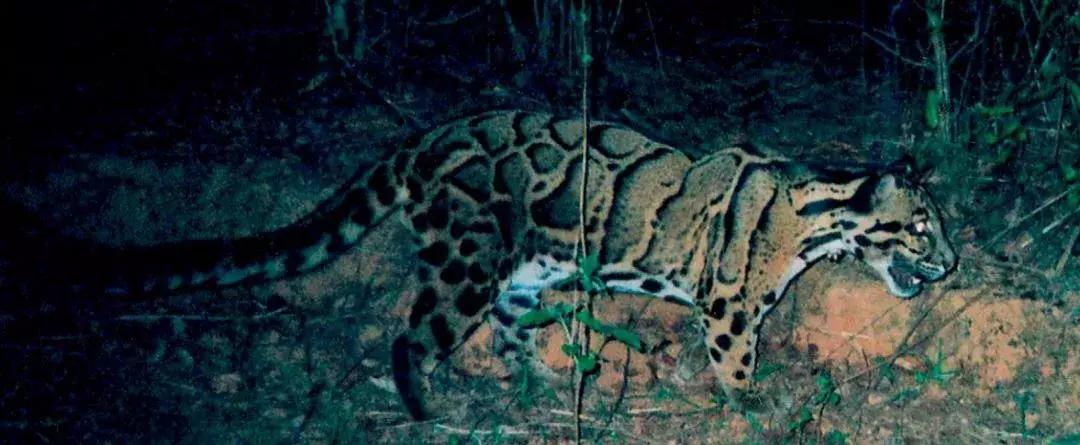 梦醒时分中国好歌曲,梦醒时分云南完整版