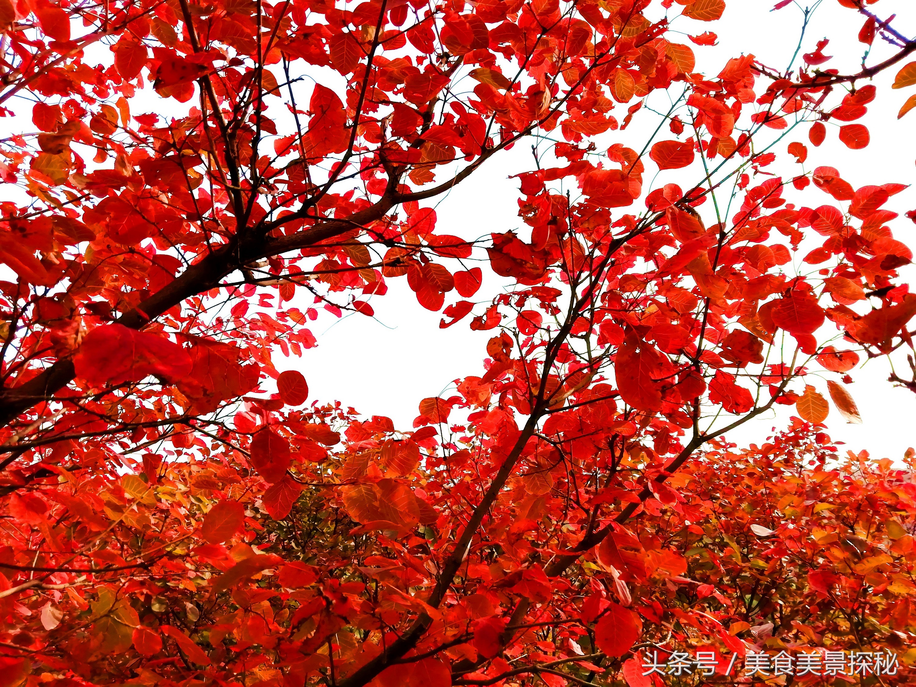 赏红叶何须去香山,赏红叶除了香山还能去哪