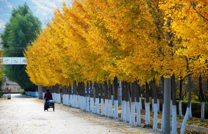 去一些风景美的地方,又到了欣赏银杏的季节治愈系风景