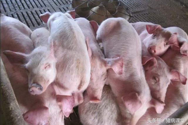 猪育种方法和技术,猪繁育技术有哪几种