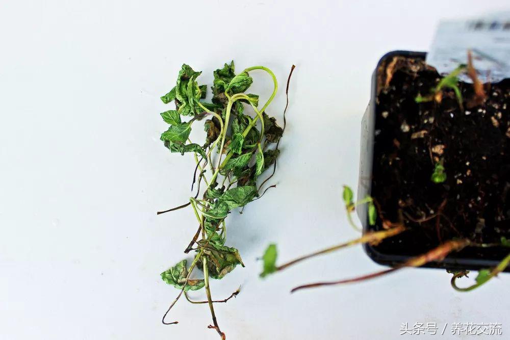 薄荷盆栽底部枯萎上面长势好,盆栽薄荷放什么好养活
