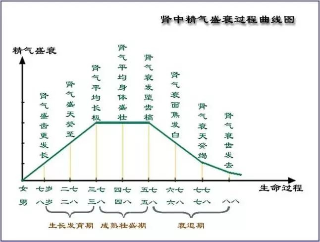 潘毅：别吃错了，六味地黄丸并不补一切肾虚