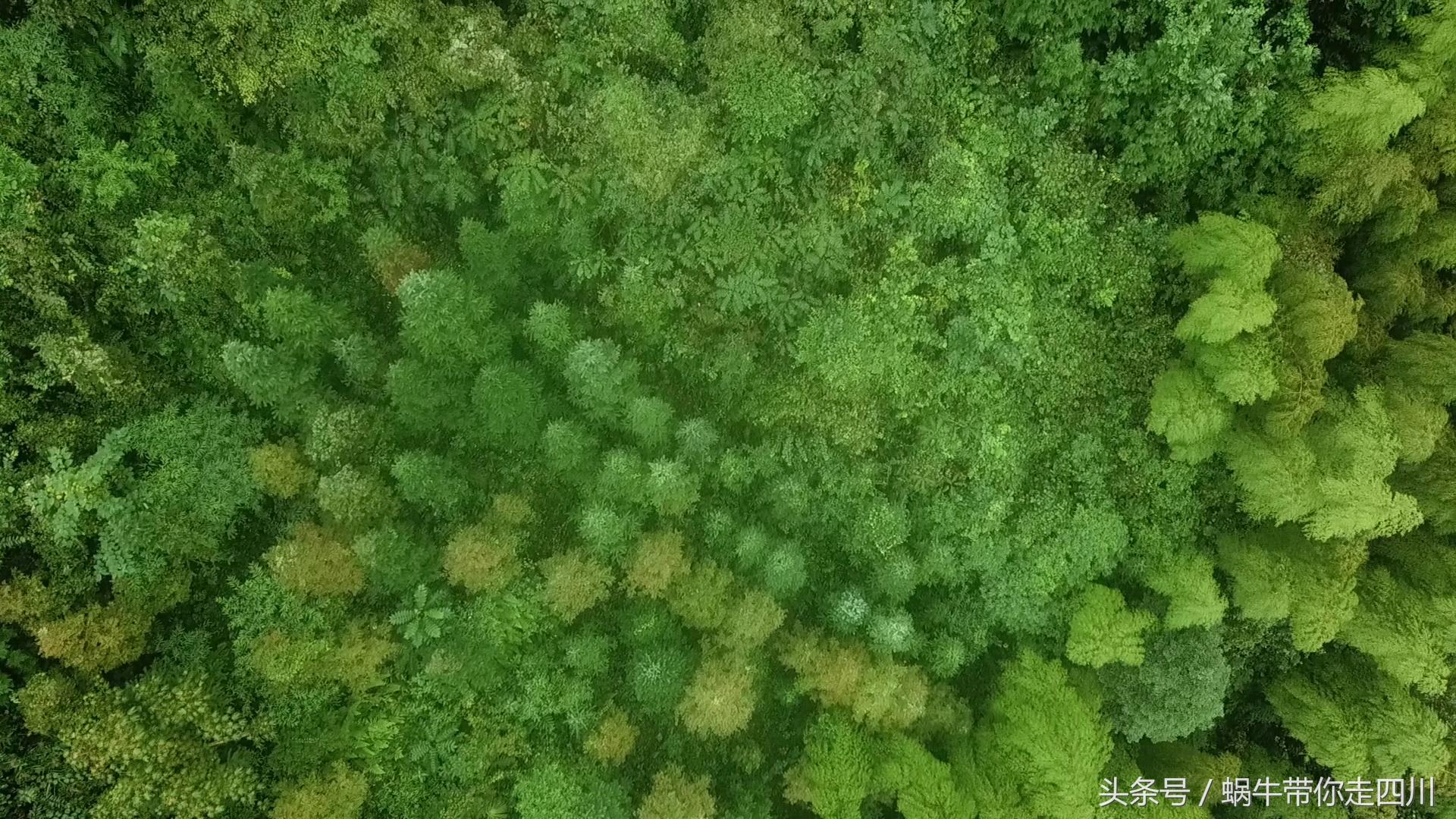 成都西岭雪山玩一天大概多少钱,成都西岭雪山旅游一日游报团
