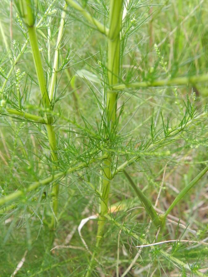 中药材茵陈蒿有抗菌消炎的作用吗,中药材茵陈蒿
