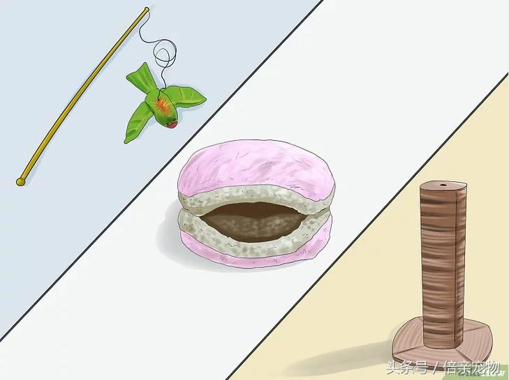 如何让猫咪爱上你,如何让猫咪喜欢你粘着你