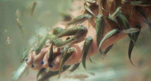 温泉鱼疗水疗效果怎么样,温泉鱼注意事项和禁忌