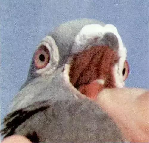 赛鸽常见病大全快快来收藏！