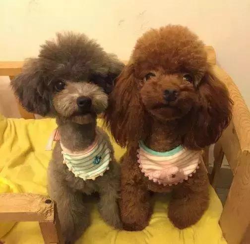 主人给狗狗洗澡溅一身水,给狗狗洗澡用错沐浴露没事吧