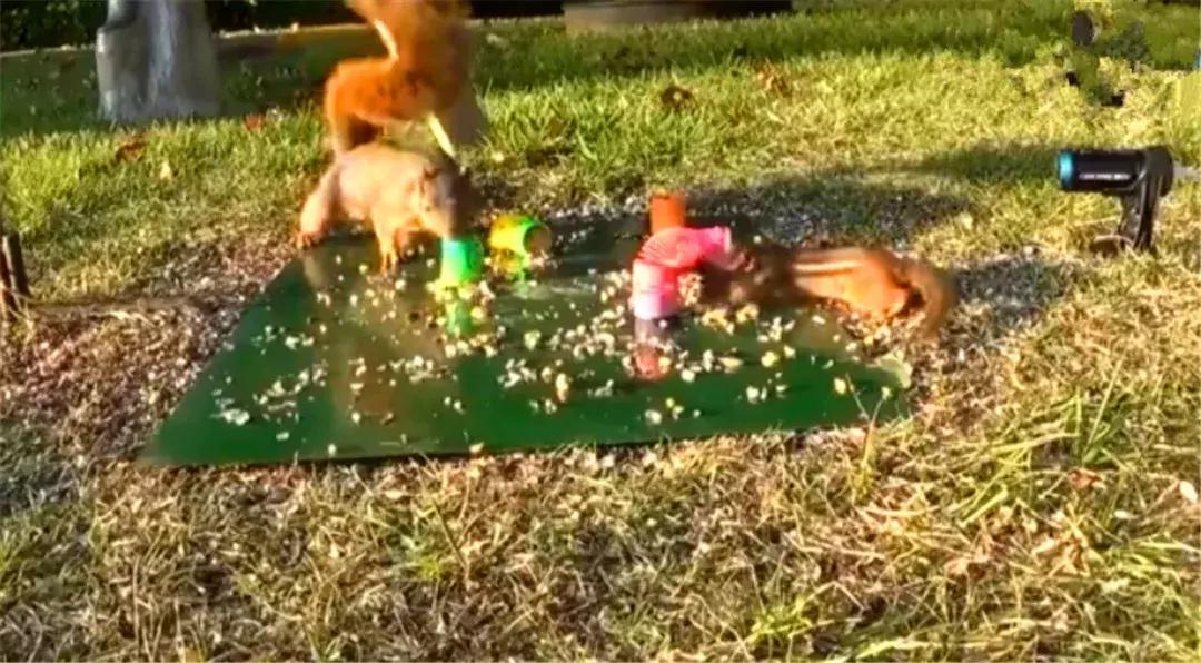 花栗鼠吃松鼠视频,花栗鼠吃虫子视频