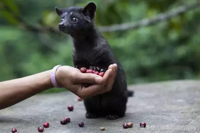 2020世界最贵的十大咖啡排行榜,最好喝的名贵咖啡