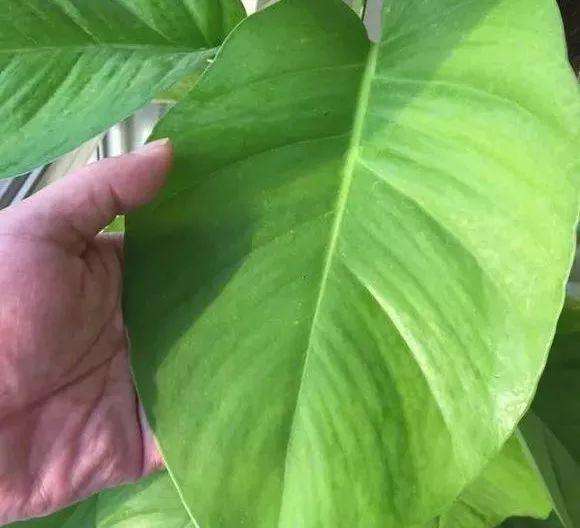 绿萝叶子如何变大,小绿萝养成大绿萝效果