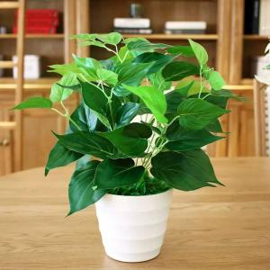 绿萝叶子如何变大,小绿萝养成大绿萝效果