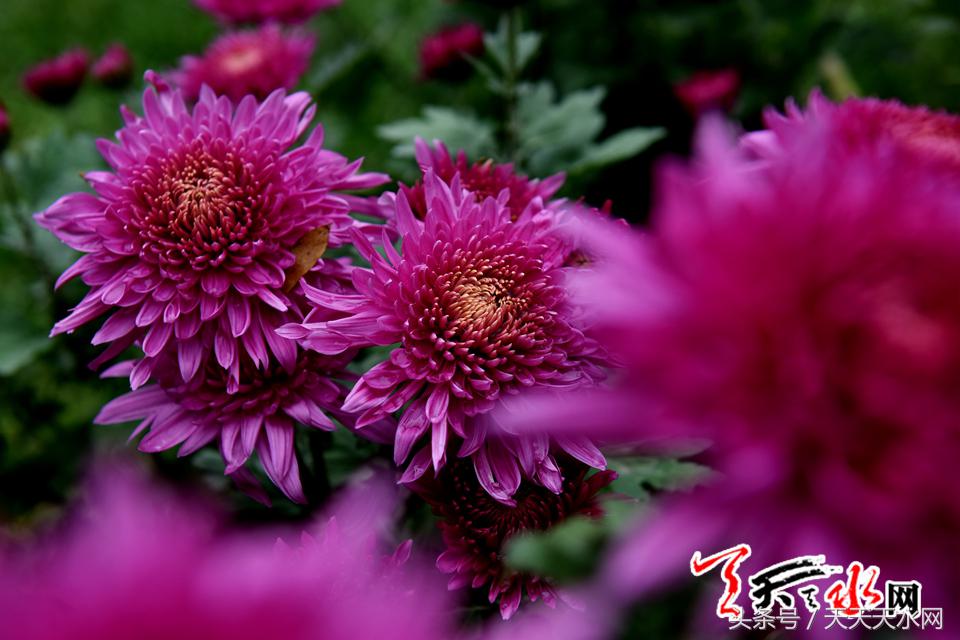 天水麦积菊展,金秋菊展日记