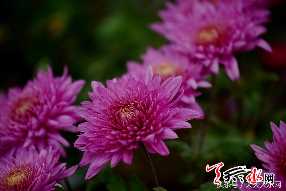 天水麦积菊展,金秋菊展日记