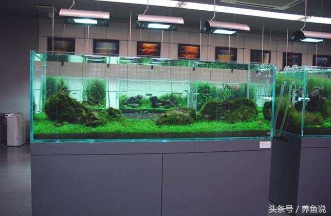 养小鱼有必要用氧气泵和过滤吗,新手养鱼选择哪种过滤方式的鱼缸