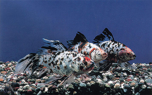 泰帽金鱼是什么品种,金鱼品种如何分类图解大全