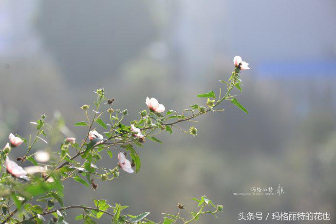 日系小清新高砂芙蓉,高砂芙蓉