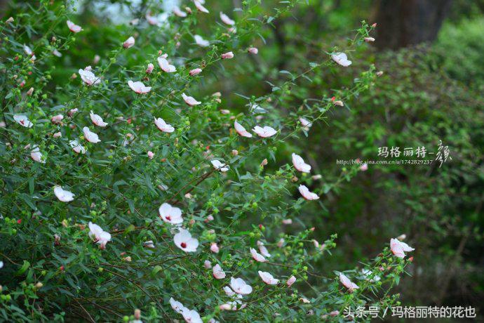日系小清新高砂芙蓉,高砂芙蓉